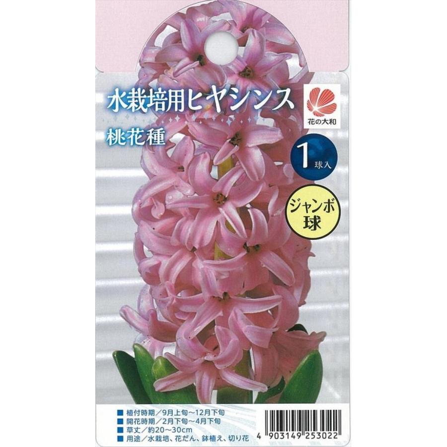 予約販売 花の大和 球根 水栽培用ヒヤシンス ジャンボ球 桃花種 1球 Z フラワーネット日本花キ流通 通販 Yahoo ショッピング