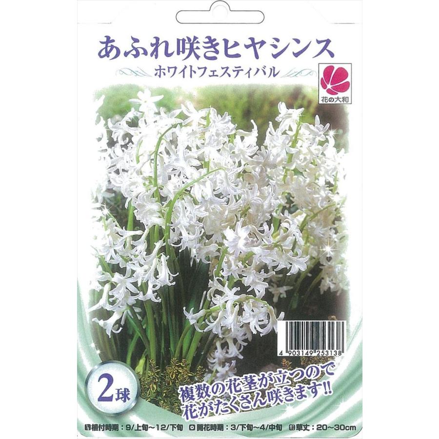 予約販売 花の大和 球根 あふれ咲きヒヤシンス ホワイトフェスティバル 2球 Z フラワーネット日本花キ流通 通販 Yahoo ショッピング