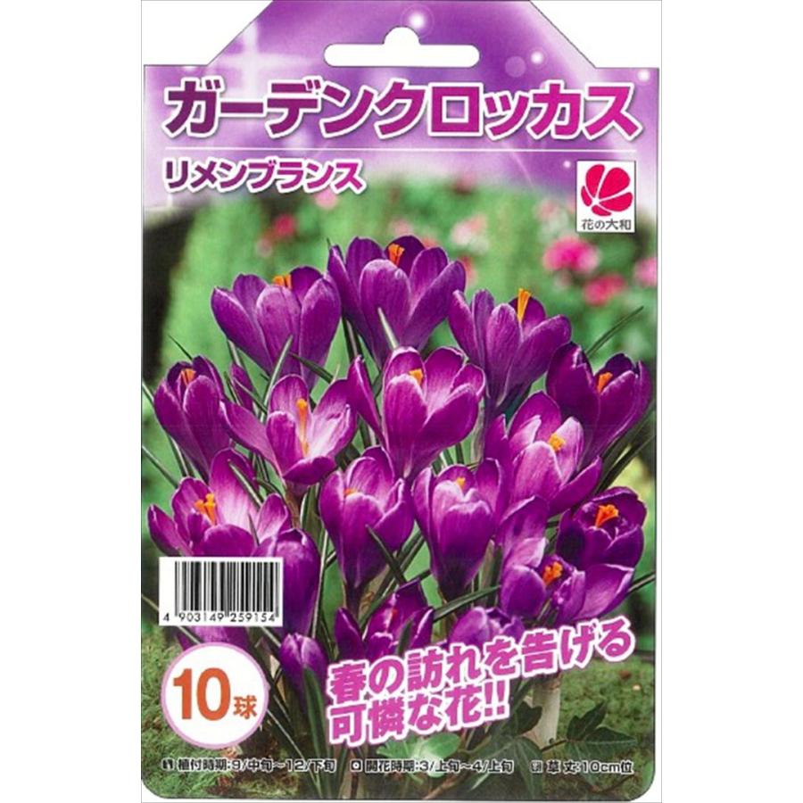 予約販売 花の大和 球根 きゅうこん ガーデンクロッカス リメンブランス 10球 10月中旬以降発送 Z フラワーネット日本花キ流通 通販 Yahoo ショッピング
