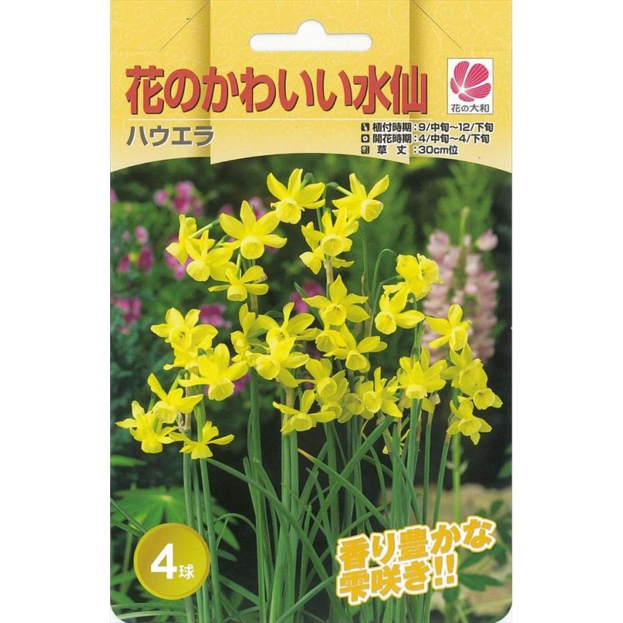 予約販売 花の大和 球根 きゅうこん 水仙 全国どこでも送料無料 10月中旬以降発送 ハウエラ 花のかわいい水仙 4球