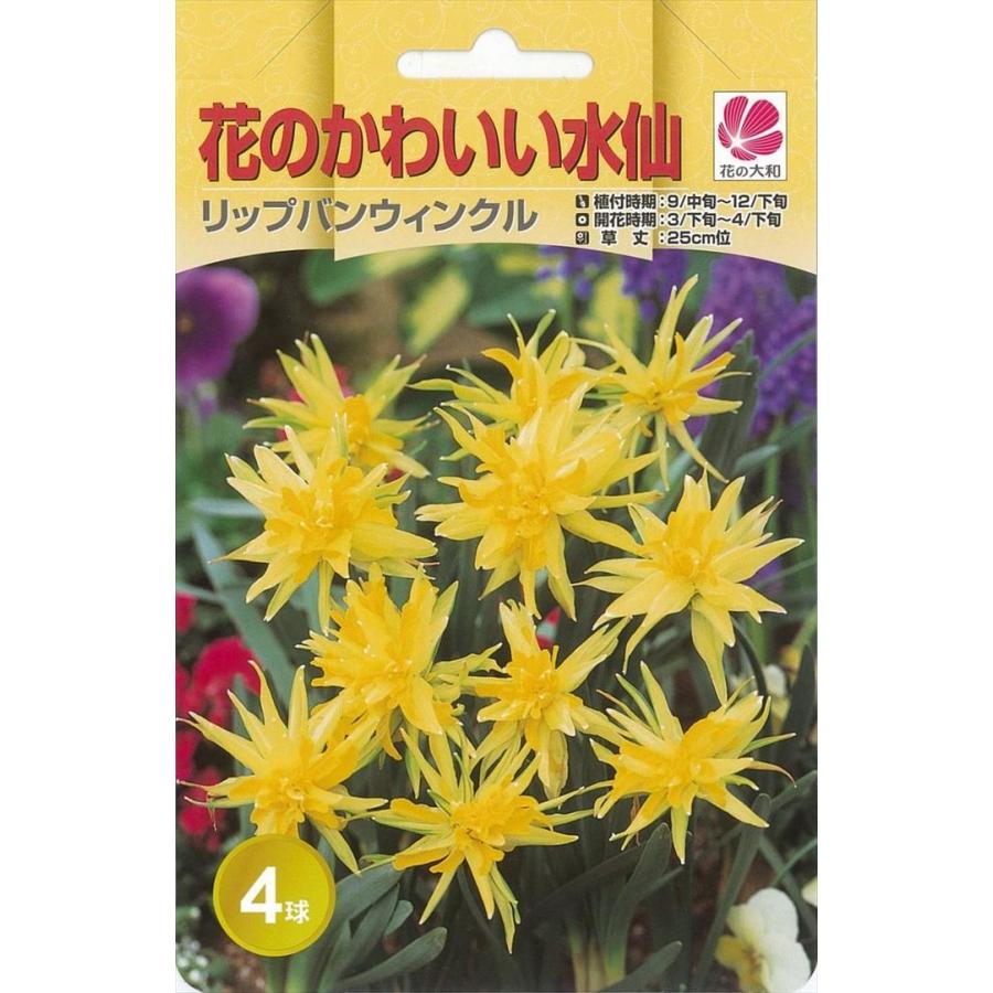 花の大和 球根 きゅうこん 水仙 花のかわいい水仙 リップバンウィンクル 4球 Z フラワーネット日本花キ流通 通販 Yahoo ショッピング
