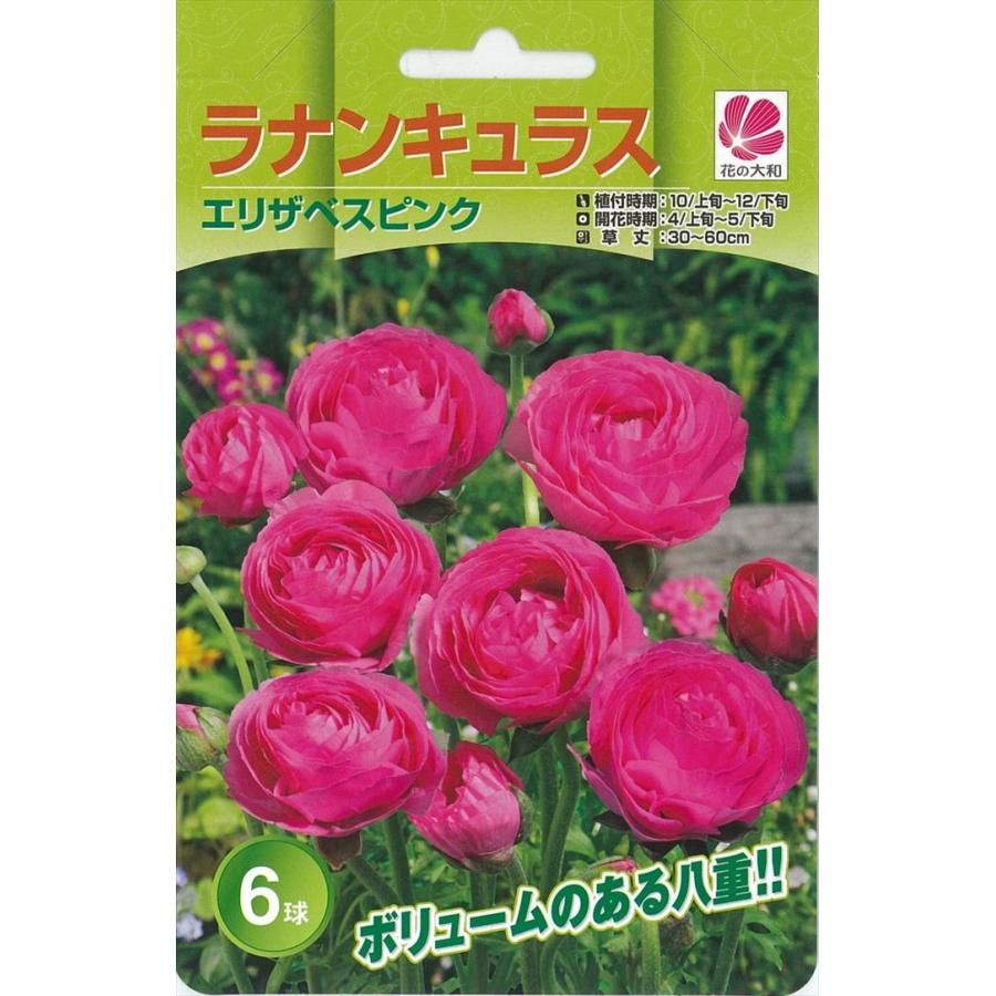 予約販売 花の大和 球根 ラナンキュラス 色別 エリザベスピンク 6球 Z フラワーネット日本花キ流通 通販 Yahoo ショッピング