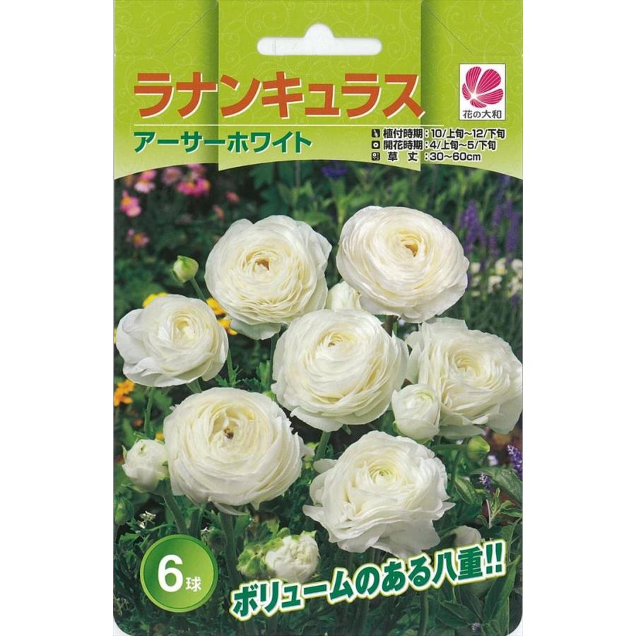 花の大和 球根 きゅうこん ラナンキュラス 色別 アーサーホワイト 6球 Z フラワーネット日本花キ流通 通販 Yahoo ショッピング