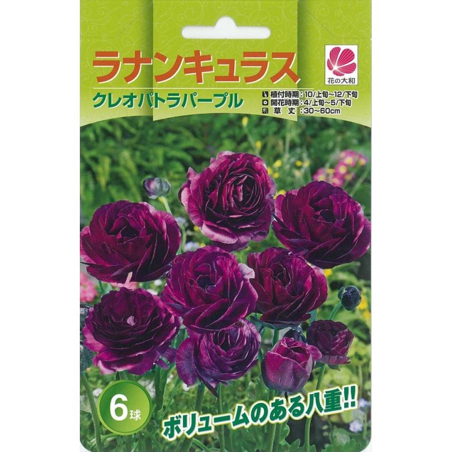 売却 予約販売 花の大和 球根 ラナンキュラス 色別 クレオパトラパープル 6球 8月中旬以降発送 Aynaelda Com