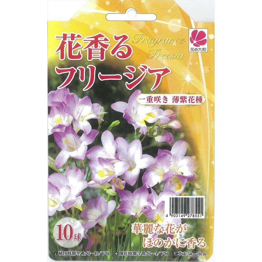 予約販売 花の大和 球根 花香るフリージア 一重咲き 薄紫花種 10球 Z フラワーネット日本花キ流通 通販 Yahoo ショッピング