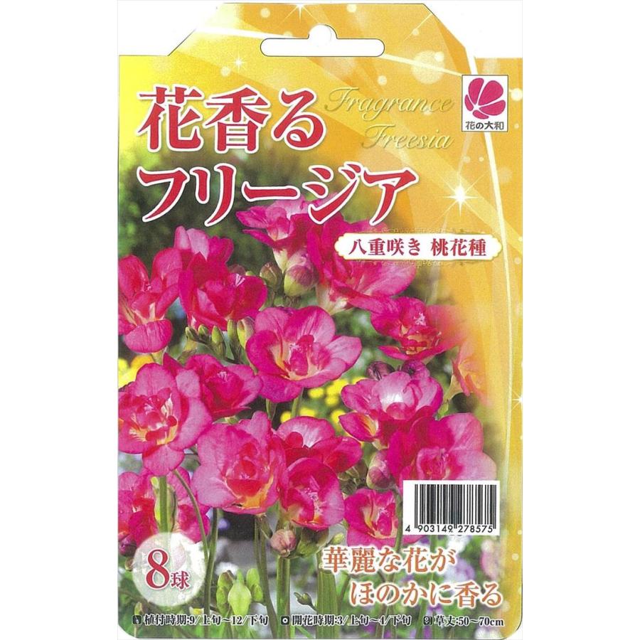 予約販売 花の大和 球根 きゅうこん 花香るフリージア 八重咲き 桃花種 8球 8月下旬以降発送 Z フラワーネット日本花キ流通 通販 Yahoo ショッピング