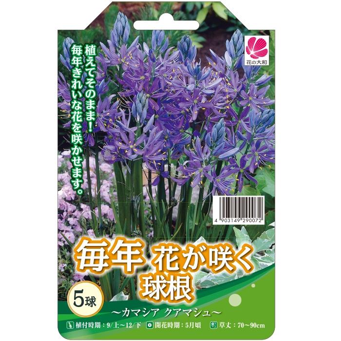 予約販売 花の大和 球根 きゅうこん 毎年花が咲く球根 カマシア クワマシュ 5球 10月中旬以降発送 Z フラワーネット日本花キ流通 通販 Yahoo ショッピング