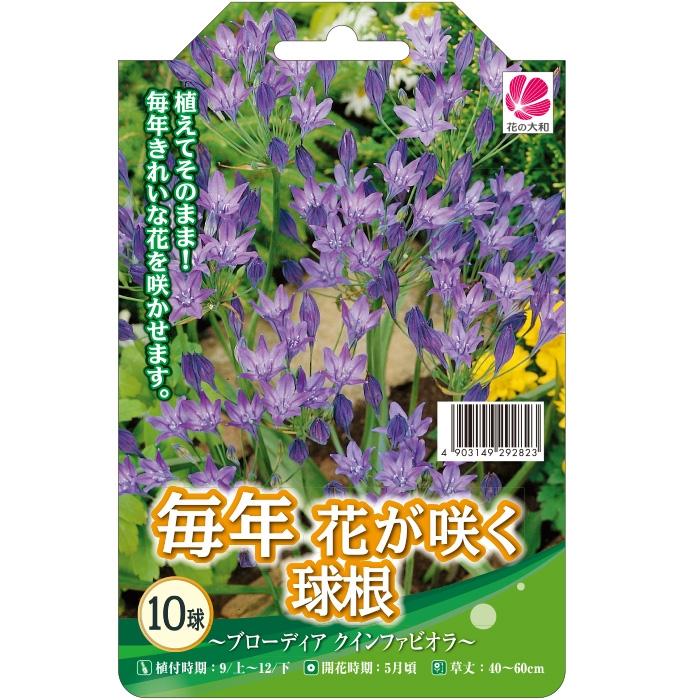 予約販売 花の大和 球根 毎年花が咲く球根 ブローディア クインファビオラ 10球 Z フラワーネット日本花キ流通 通販 Yahoo ショッピング