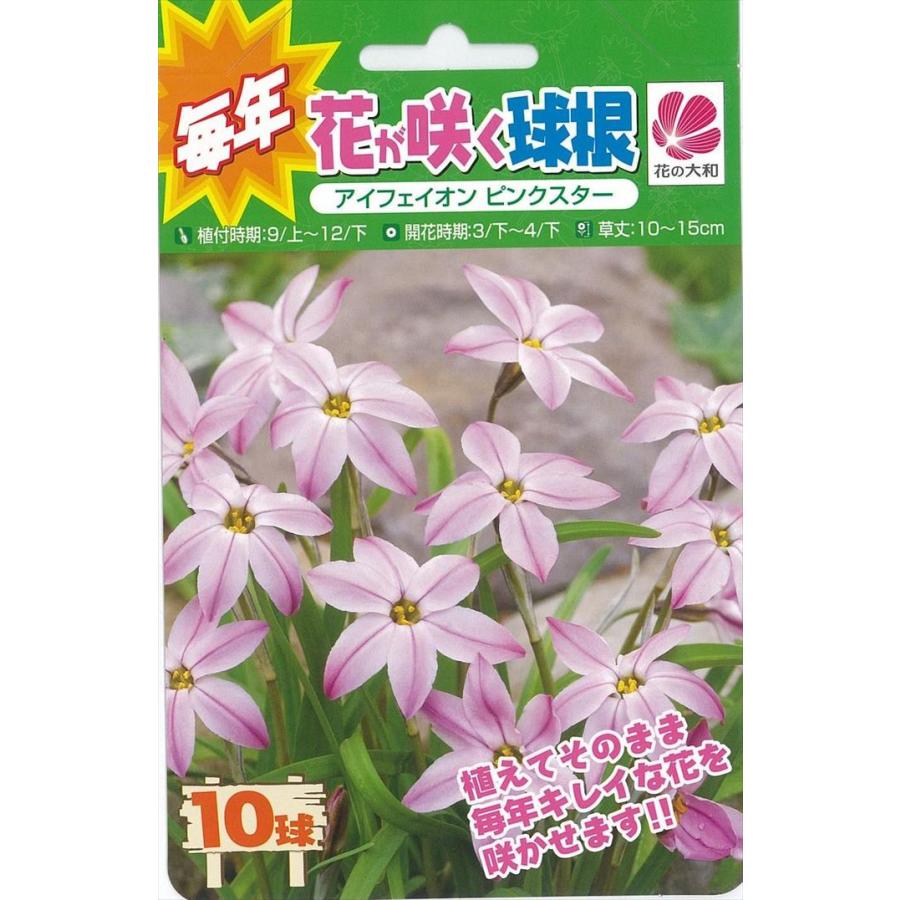 予約販売 花の大和 球根 きゅうこん 毎年花が咲く球根 アイフェイオン ピンクスター 10球 Z フラワーネット日本花キ流通 通販 Yahoo ショッピング