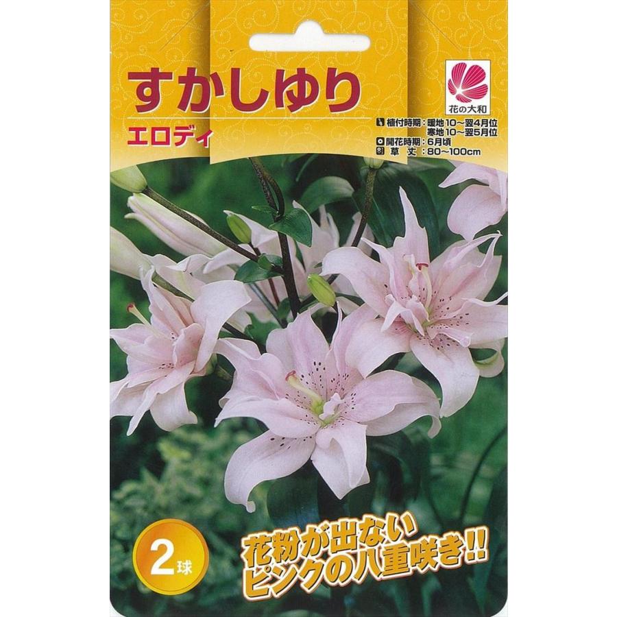 予約販売 花の大和 球根 人気のすかし百合 すかしゆり エロディ 2球 百合 ゆり ユリ Z フラワーネット日本花キ流通 通販 Yahoo ショッピング