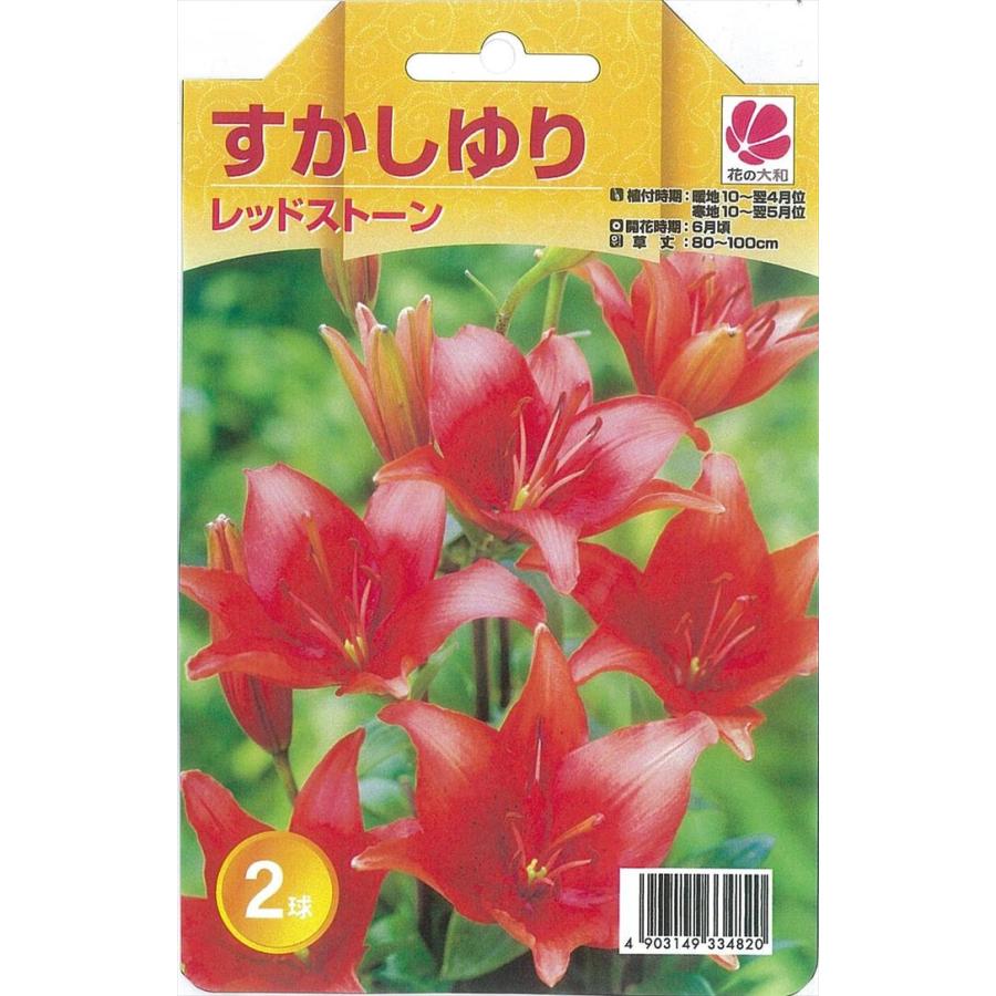 予約販売 花の大和 球根 きゅうこん 人気のすかし百合 すかしゆり レッドストーン 2球 百合 ゆり ユリ 10月中旬以降発送 Z フラワーネット日本花キ流通 通販 Yahoo ショッピング