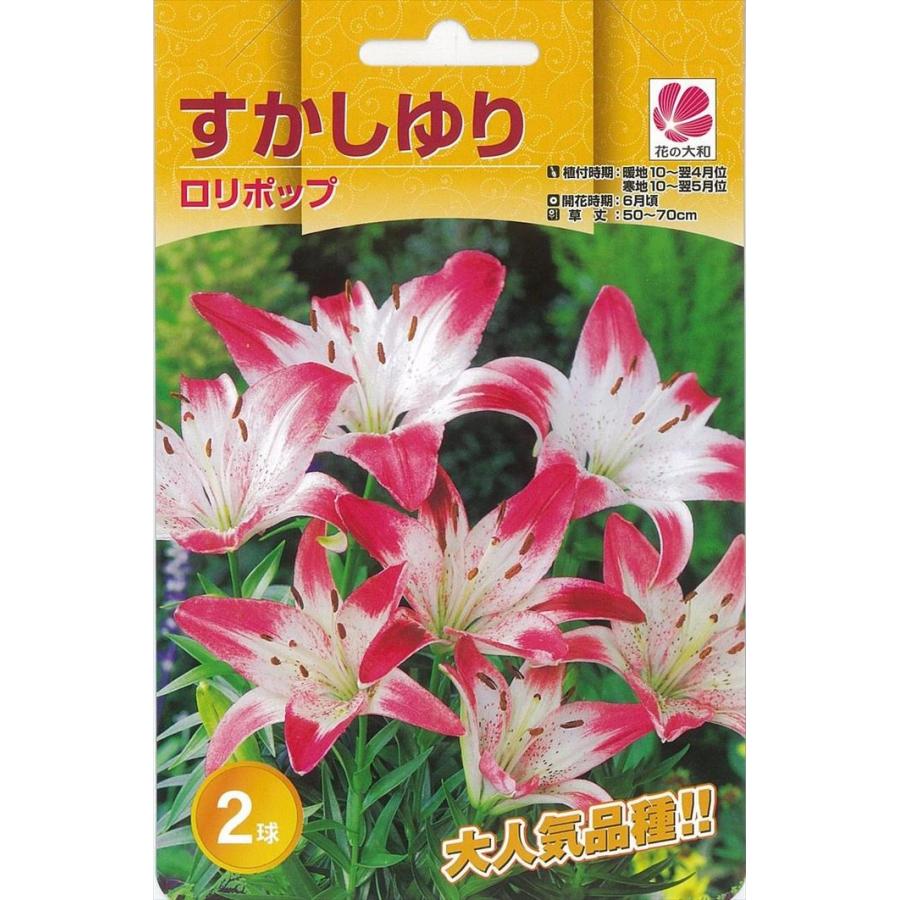 予約販売 花の大和 球根 きゅうこん 人気のすかし百合 すかしゆり ロリポップ 2球 百合 ゆり ユリ 10月中旬以降発送 Z フラワーネット日本花キ流通 通販 Yahoo ショッピング