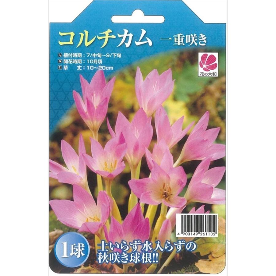 予約販売 花の大和 球根 コルチカム 一重咲きコルチカム 1球 Z フラワーネット日本花キ流通 通販 Yahoo ショッピング
