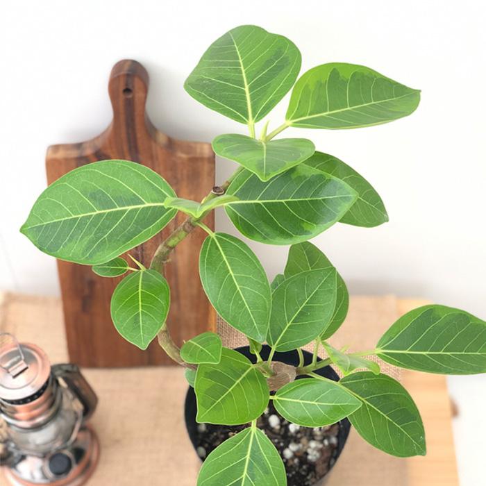 フィカス　アルテシマ　曲がり　5 園芸ネット本店｜フィカス：アルテシマ（曲がり仕立て） 5号 の通販