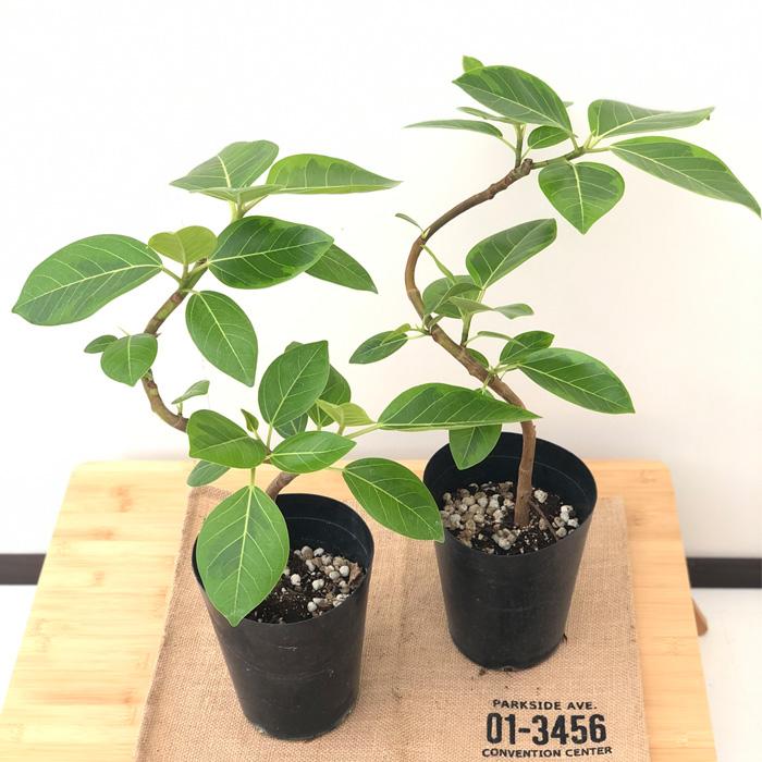 フィカス　アルテシマ　曲がり　5 園芸ネット本店｜フィカス：アルテシマ（曲がり仕立て） 5号 の通販