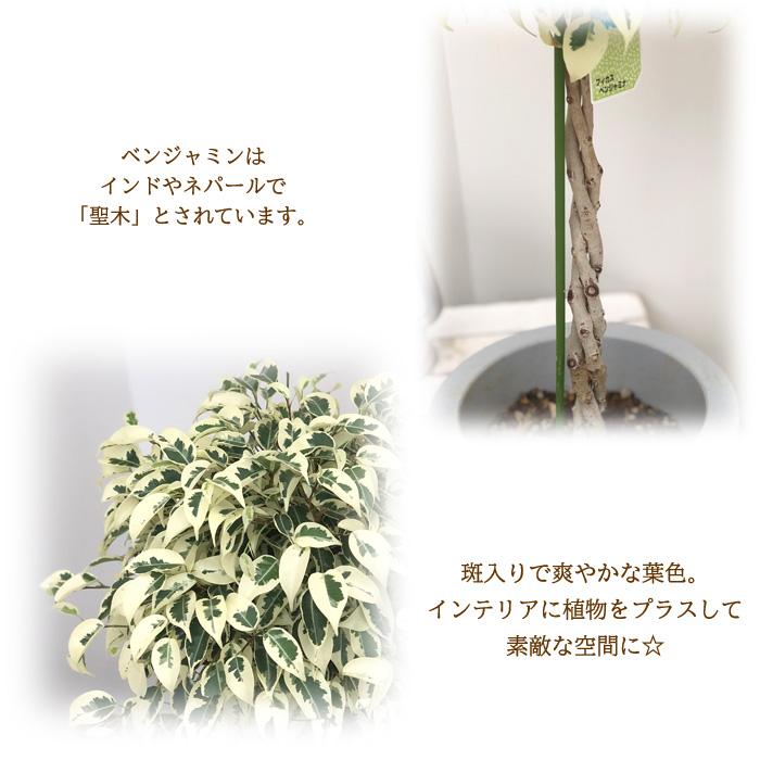 日本花キ流通 観葉植物 ベンジャミン スターライト 7号鉢 ベンジャミナ