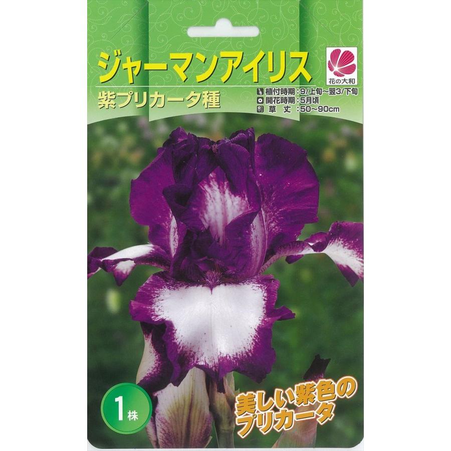 花の大和 球根 大株ジャーマンアイリス 紫プリカータ種 1株 Z フラワーネット日本花キ流通 通販 Yahoo ショッピング