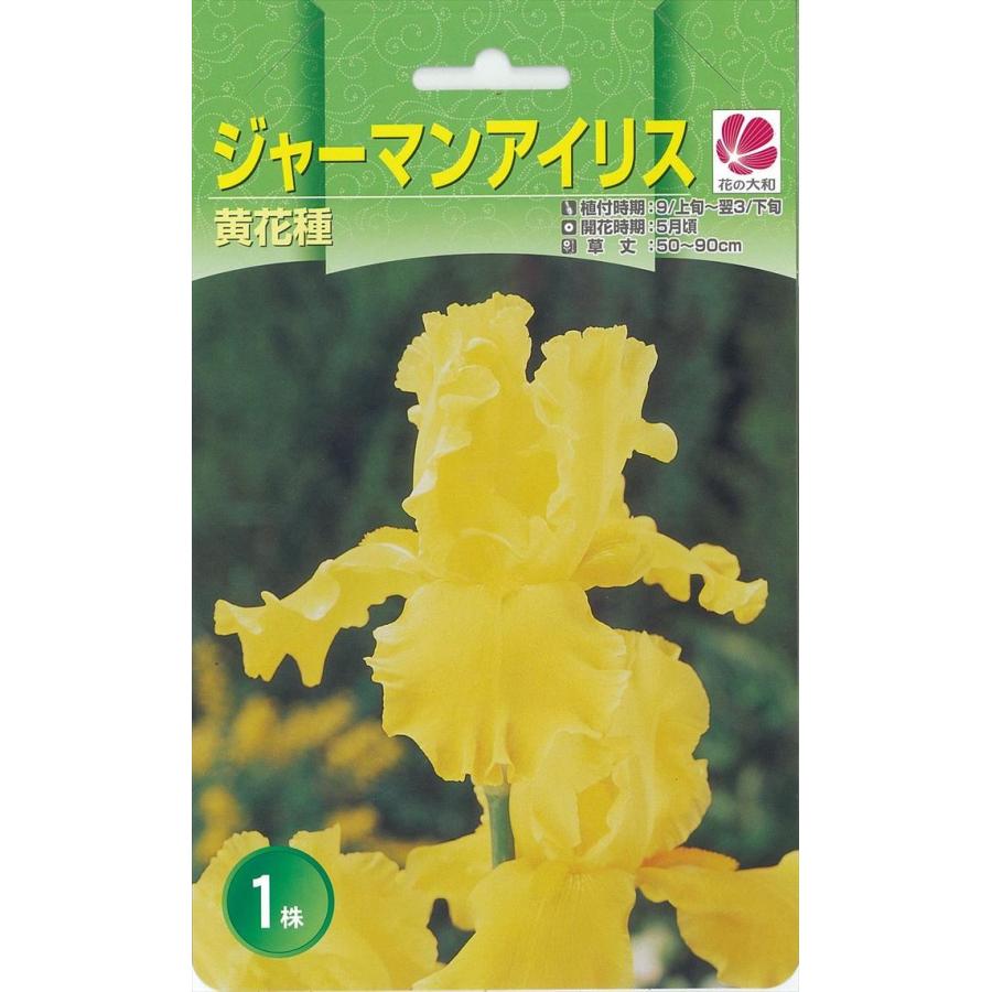 予約販売 花の大和 球根 大株ジャーマンアイリス 黄花種 1株 hyk 10月