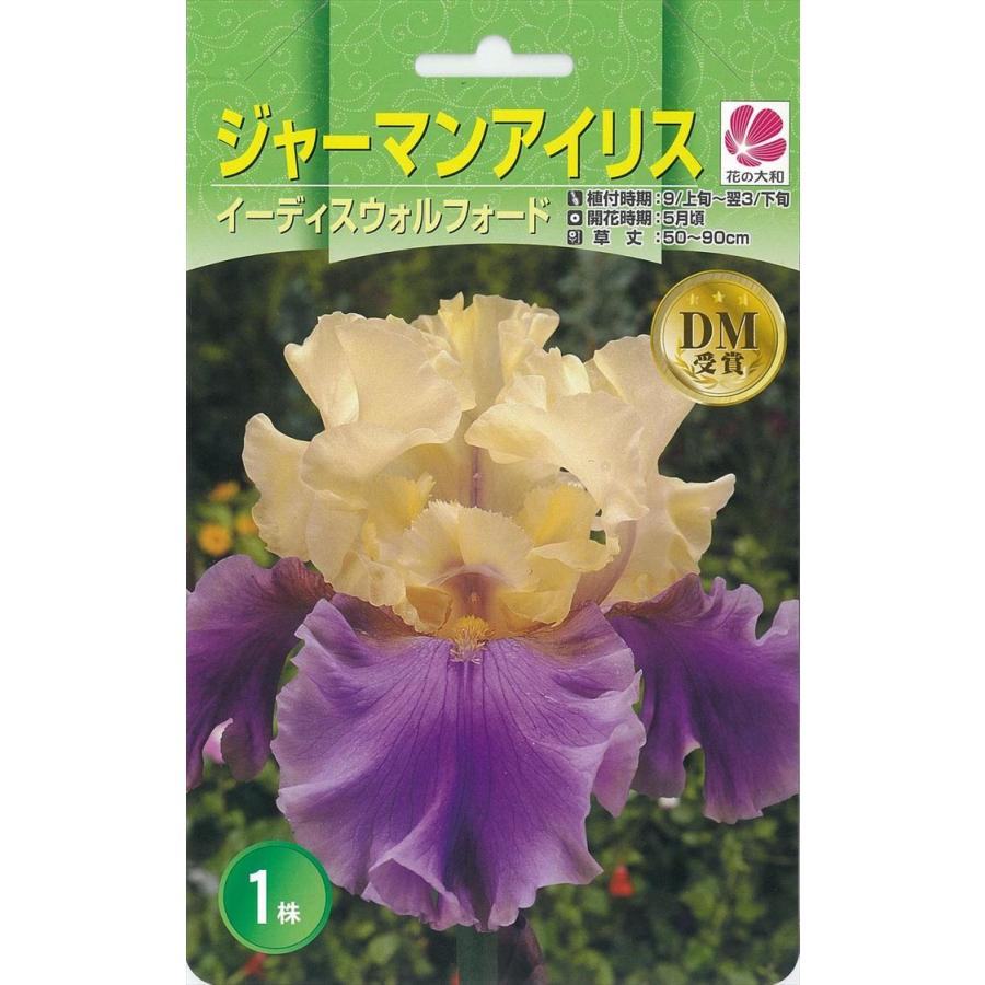 予約販売 花の大和 球根 大株ジャーマンアイリス イーディス