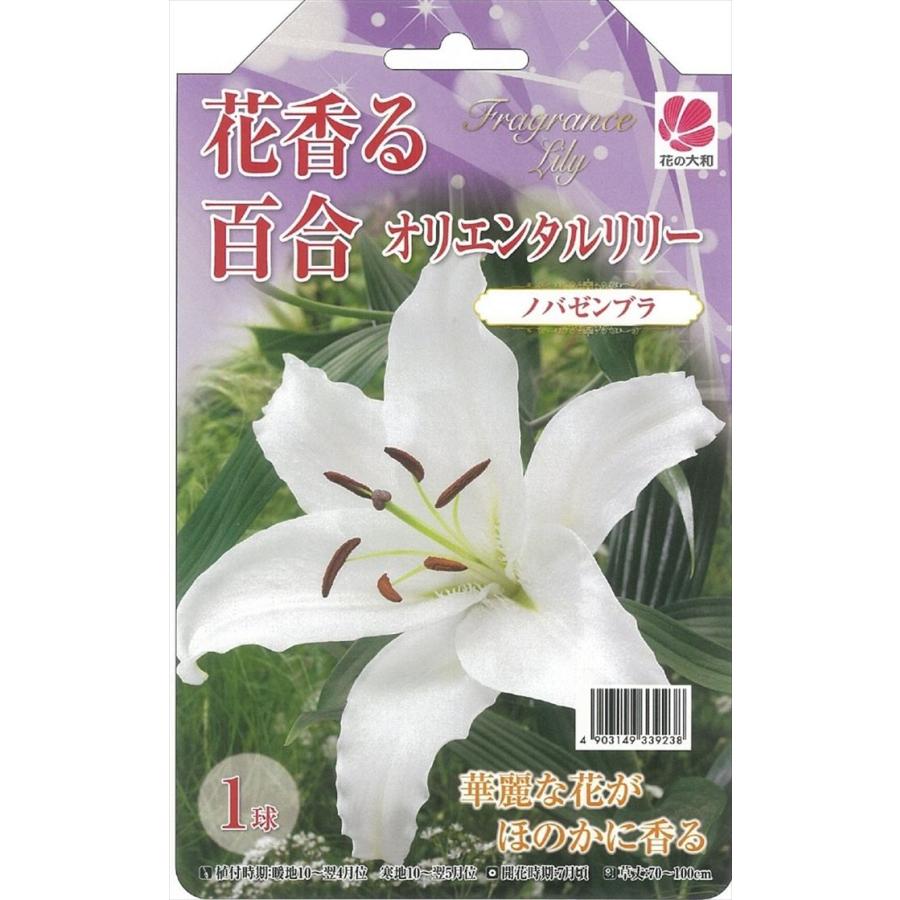 予約販売 花の大和 球根 花香る百合 オリエンタルリリー ノバゼンブラ 1球 百合 ゆり ユリ Z フラワーネット日本花キ流通 通販 Yahoo ショッピング