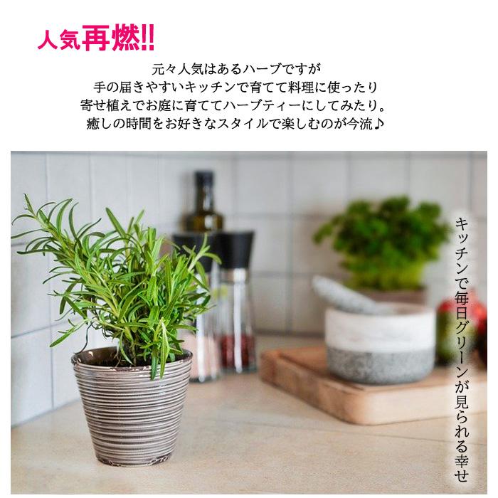 キッチンハーブ 寄せ植えセット 送料無料 栽培キット 寄せ植え ハーブ 家庭菜園 エコポット Sny Herb Z フラワーネット日本花キ流通 通販 Yahoo ショッピング