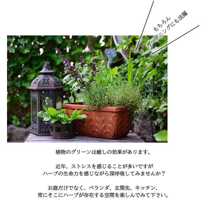 キッチンハーブ 寄せ植えセット 送料無料 栽培キット 寄せ植え ハーブ 家庭菜園 エコポット Sny Herb Z フラワーネット日本花キ流通 通販 Yahoo ショッピング