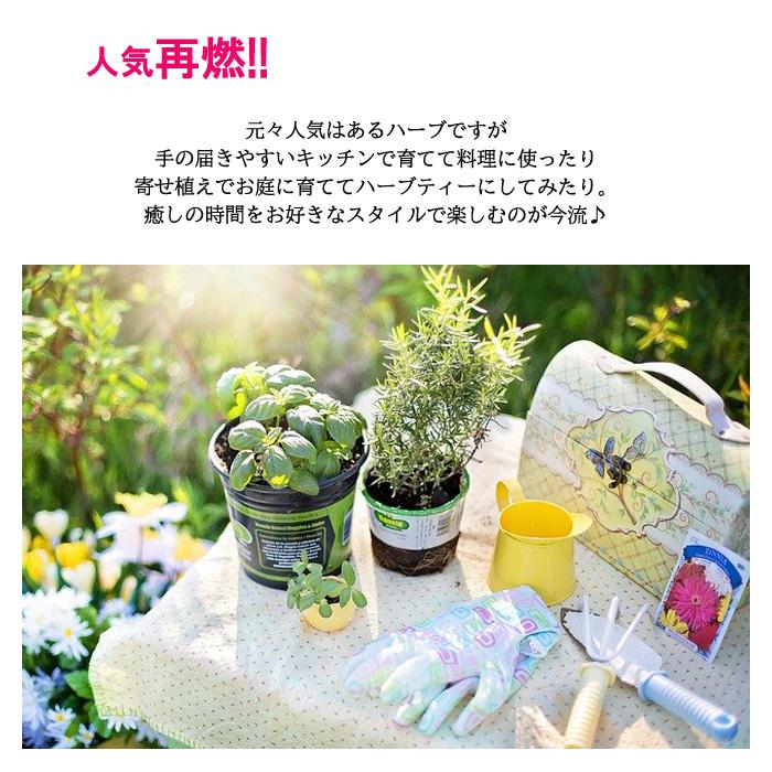 予約販売 ガーデンハーブ 寄せ植えセット 送料無料 栽培キット 寄せ植え ハーブ 家庭菜園 エコポット Z200714007 フラワーネット日本花キ流通 通販 Yahoo ショッピング