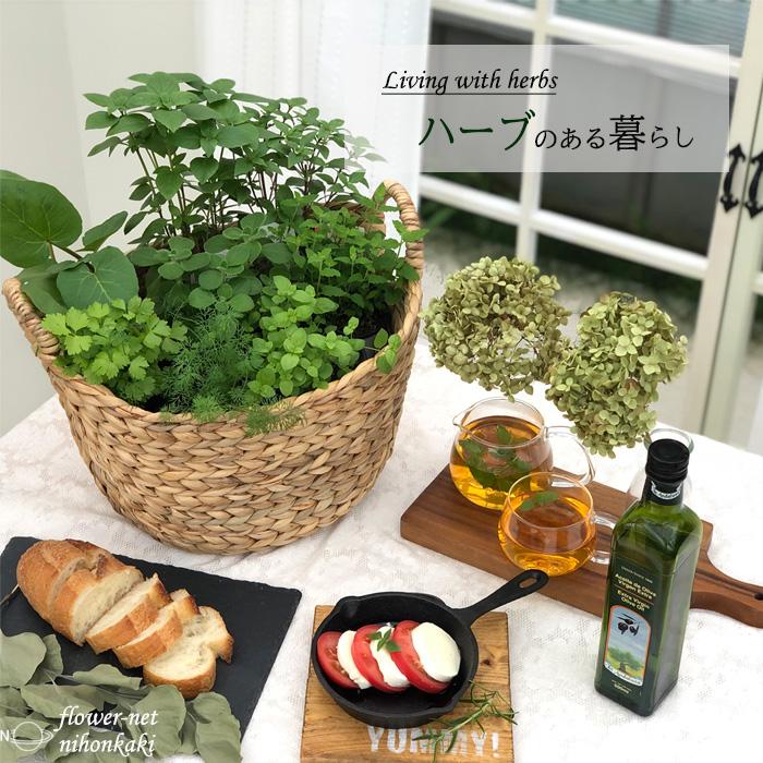 香りのハーブ 寄せ植えセット 送料無料 栽培キット 寄せ植え ハーブ 家庭菜園 エコポット Sny Herb Z フラワーネット日本花キ流通 通販 Yahoo ショッピング