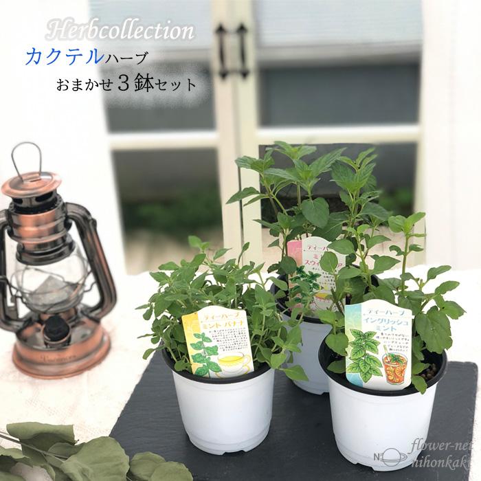 予約販売 カクテルハーブ おまかせ3個セット ハーブ 家庭菜園 ハーブティー Z フラワーネット日本花キ流通 通販 Yahoo ショッピング