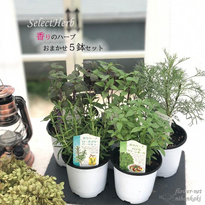 香りのハーブ おまかせ5個セット ハーブ 家庭菜園 ハーブティー Sny Herb Z フラワーネット日本花キ流通 通販 Yahoo ショッピング
