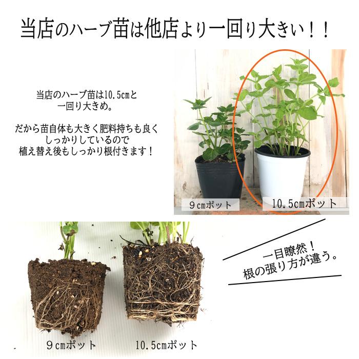 リトルハーブ 小缶 自給自足 ハーブ栽培セット お家時間 Herb インテリアグリーンロハス ハーブ