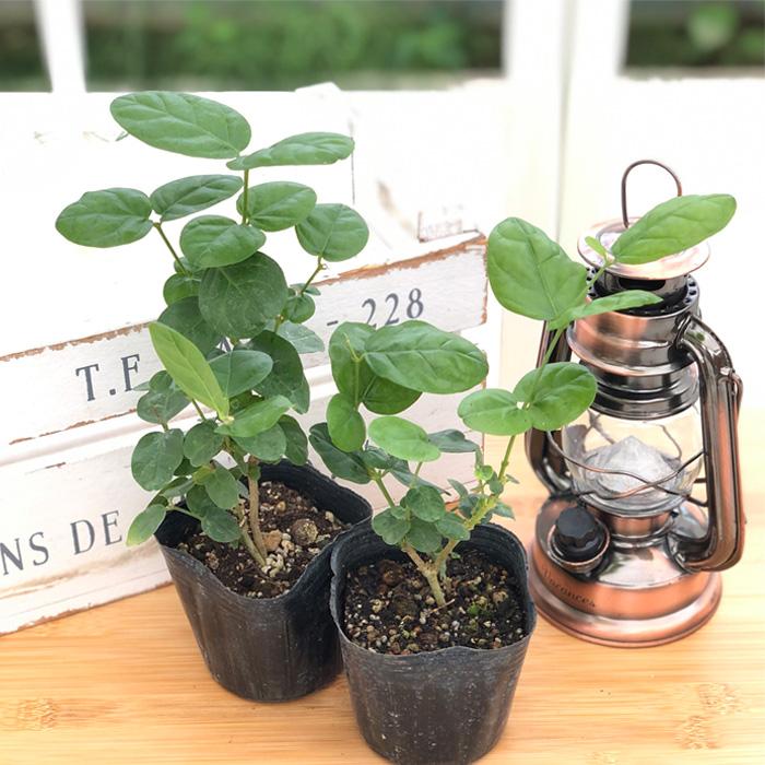 日本花キ流通 予約販売 ジャスミン 苗 ヤエマツリカ 9cmポット ハーブ