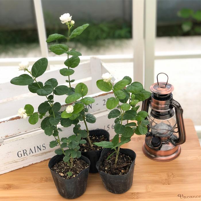 日本花キ流通 予約販売 ジャスミン 苗 ヤエマツリカ 9cmポット ハーブ