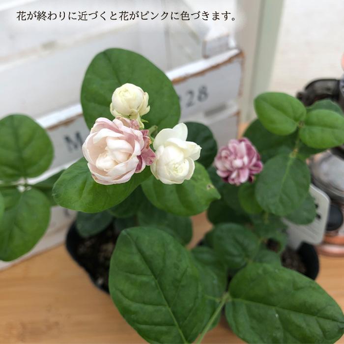 日本花キ流通 予約販売 ジャスミン 苗 ヤエマツリカ 9cmポット ハーブ