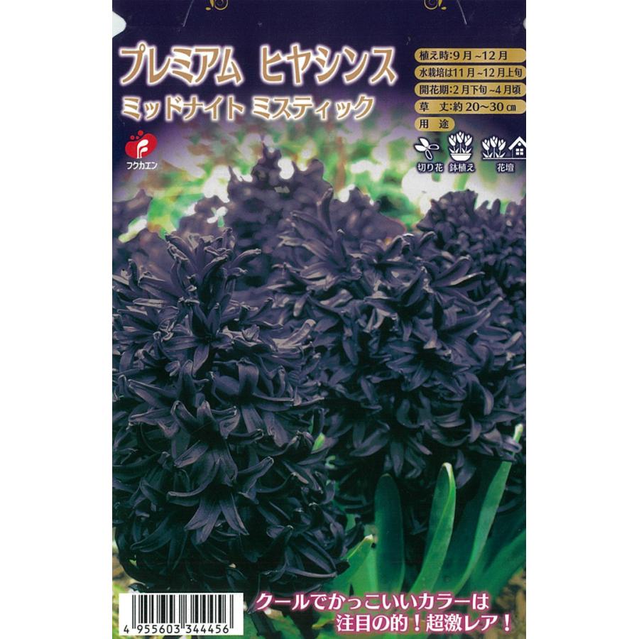 予約販売 福花園 球根 きゅうこん きゅうこん プレミアムヒヤシンス 黒いヒヤシンス ミッドナイトミスティック 1球 10月中旬以降発送 Z フラワーネット日本花キ流通 通販 Yahoo ショッピング