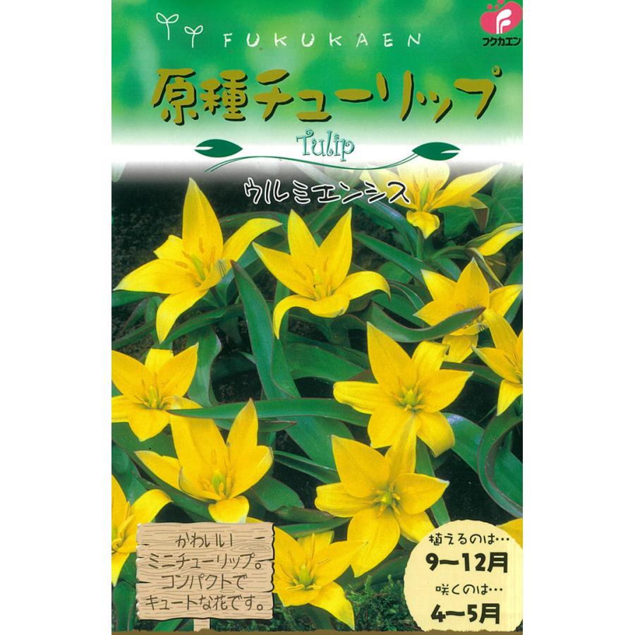 予約販売 福花園 球根 きゅうこん 原種系チューリップ ウルミエンシス 5球 10月中旬以降発送 Z フラワーネット日本花キ流通 通販 Yahoo ショッピング