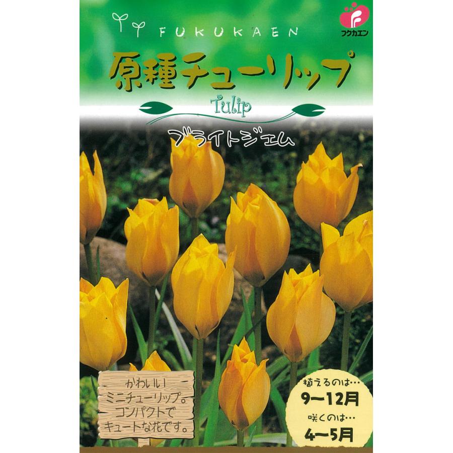球根 原種系チューリップ ブライトジェム 福花園 5球 fke : フラワー