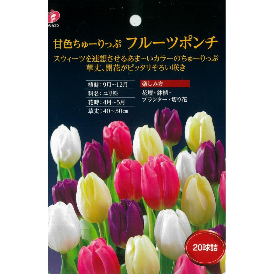 球根 チューリップ 甘色ちゅーりっぷ フルーツポンチ MIX ミックス 福