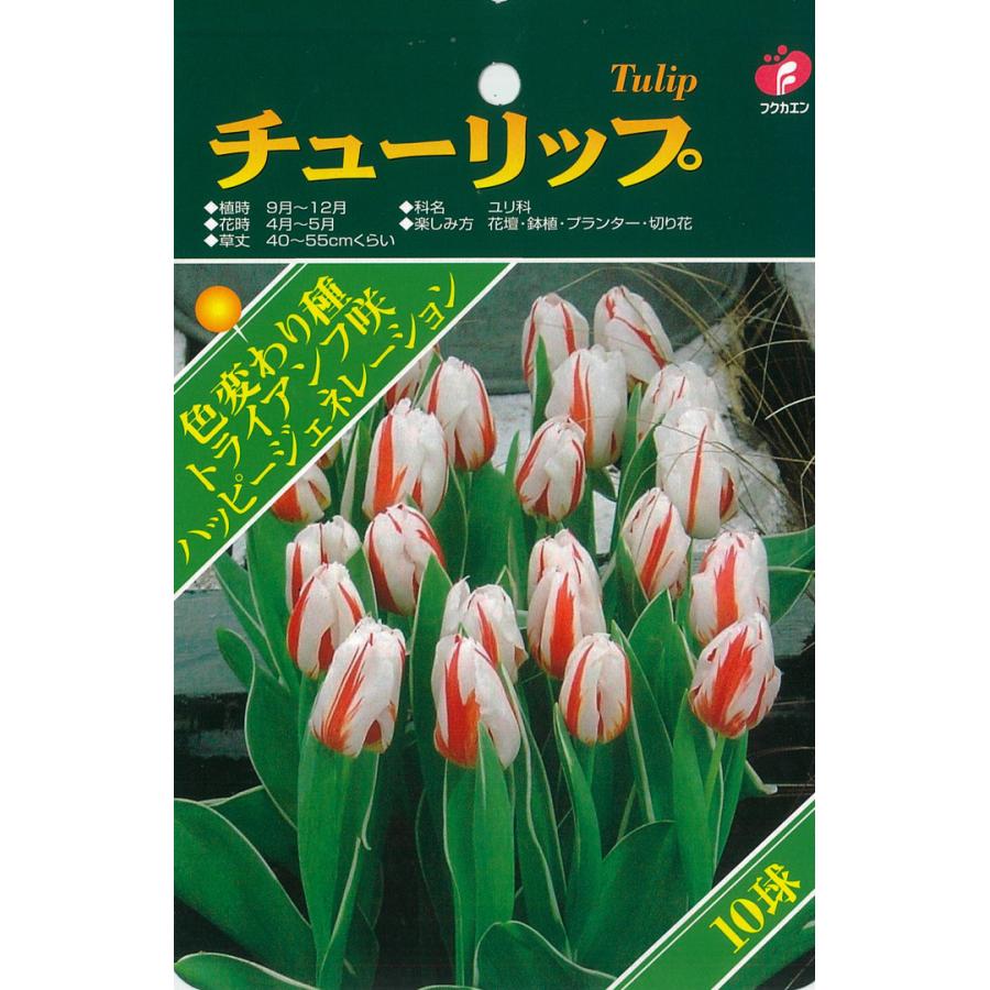 予約販売 福花園 球根 チューリップ ベストチョイス ハッピージェネレーション 8球 10月中旬以降発送 :z200721017:フラワーネット日本花キ流通 - 通販 - Yahoo!ショッピング 予約販売 福花園 球根 チューリップ ベストチョイス ハッピージェネレーション 8球 10月中旬以降発送 :z200721017:フラワーネット日本花キ流通 - 通販 - Yahoo!ショッピング