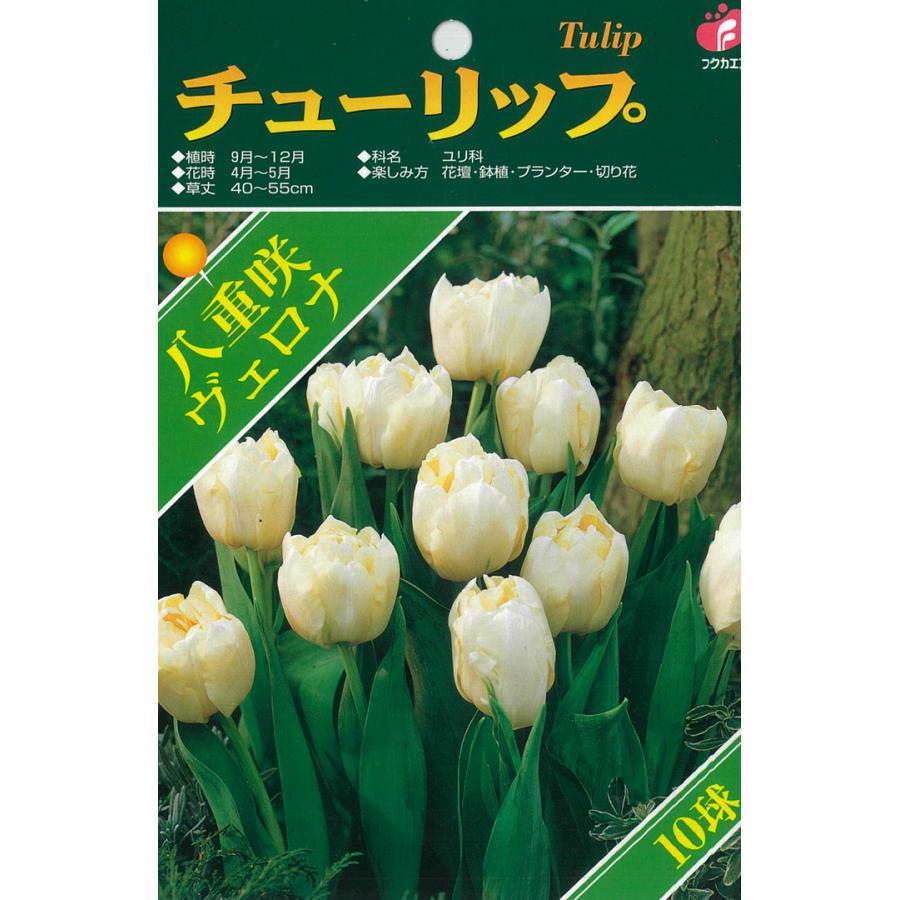 予約販売 福花園 球根 チューリップ ベストチョイス ヴェロナ 8球 10月中旬以降発送 :z200721032:フラワーネット日本花キ流通 - 通販 - Yahoo!ショッピング 予約販売 福花園 球根 チューリップ ベストチョイス ヴェロナ 8球 10月中旬以降発送 :z200721032:フラワーネット日本花キ流通 - 通販 - Yahoo!ショッピング