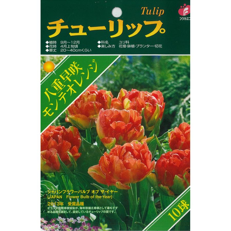 福花園 球根 きゅうこん チューリップ ベストチョイス モンテオレンジ 10球 Z フラワーネット日本花キ流通 通販 Yahoo ショッピング