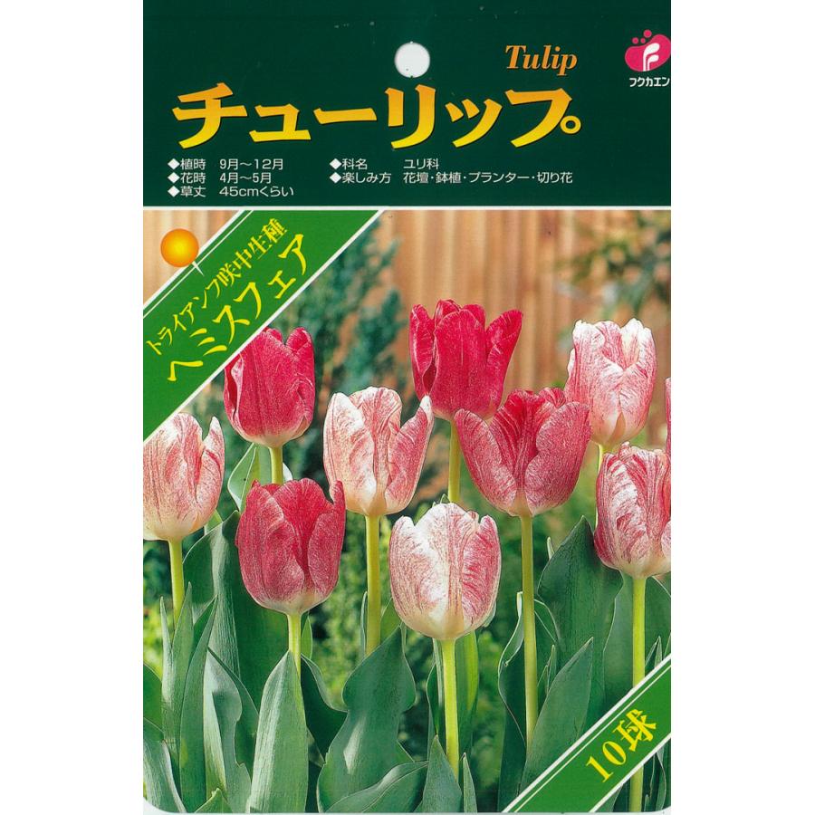 総合福袋 予約販売 福花園 球根 チューリップ ベストチョイス へミスフェア 8球 10月中旬以降発送 Witravel It