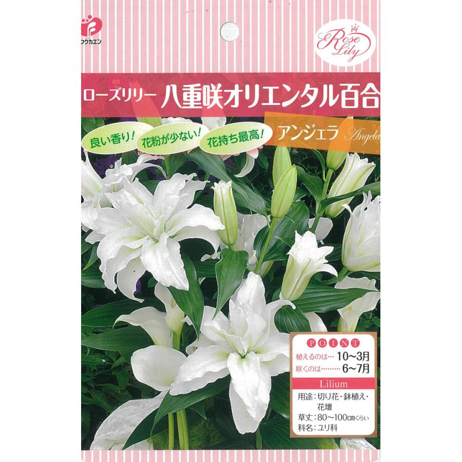 福花園 球根 きゅうこん ローズリリー 八重咲オリエンタルリリー アンジェラ 1球 百合 ゆり ユリ Z フラワーネット日本花キ流通 通販 Yahoo ショッピング