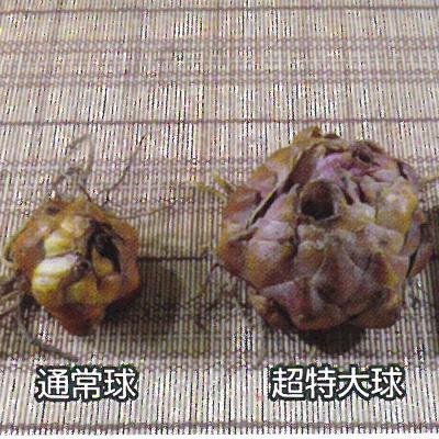 山川海好 OW50-1 白だけ 大玉50球 ユリ球根 オリエンタル 山川海好