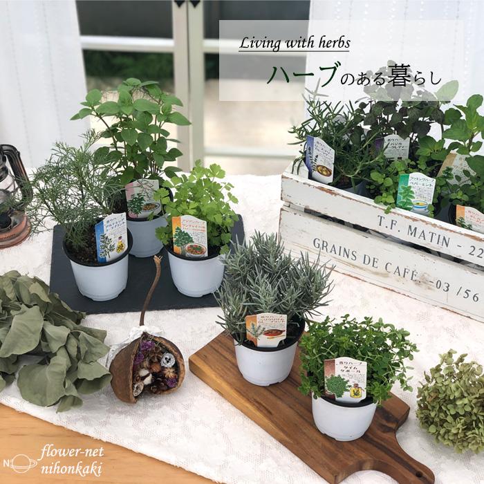 ガーデンハーブ おまかせ3個セット ハーブ 家庭菜園 ハーブティー Sny Herb Z フラワーネット日本花キ流通 通販 Yahoo ショッピング