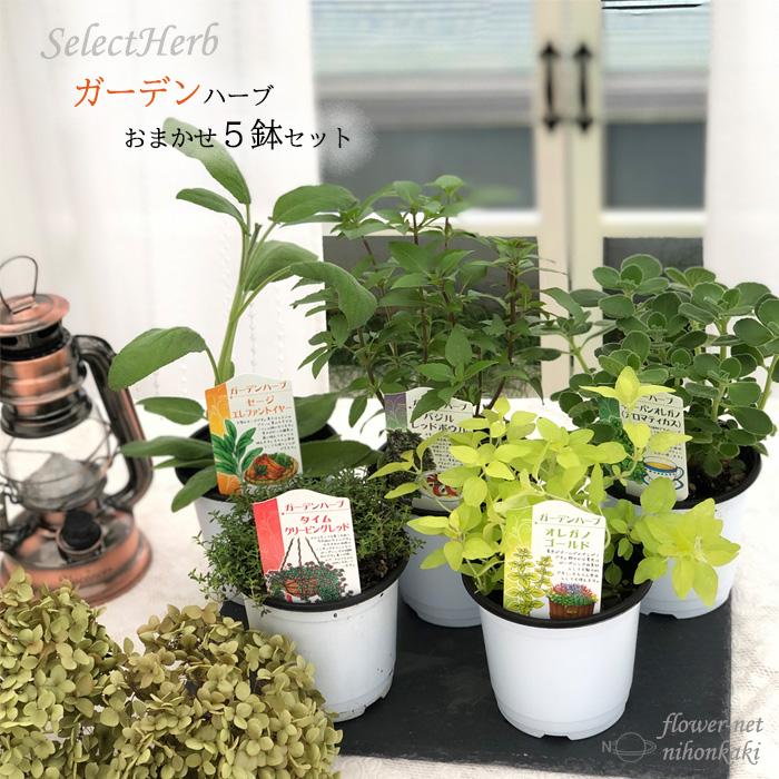 ガーデンハーブ おまかせ5個セット ハーブ 家庭菜園 ハーブティー Sny Z フラワーネット日本花キ流通 通販 Yahoo ショッピング