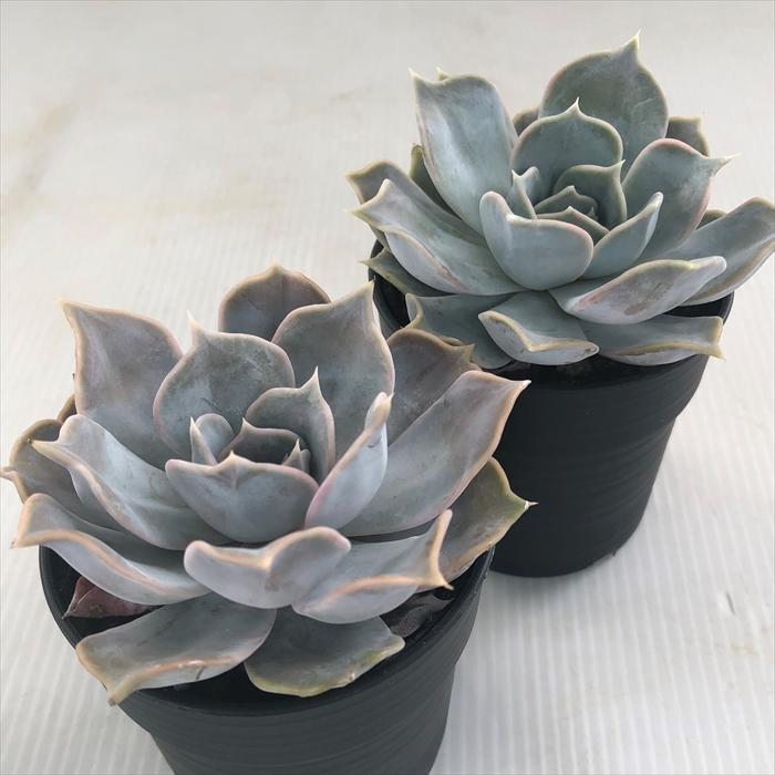 日本花キ流通 多肉植物 hmエケベリア リラシナ 多肉植物 エケベリア