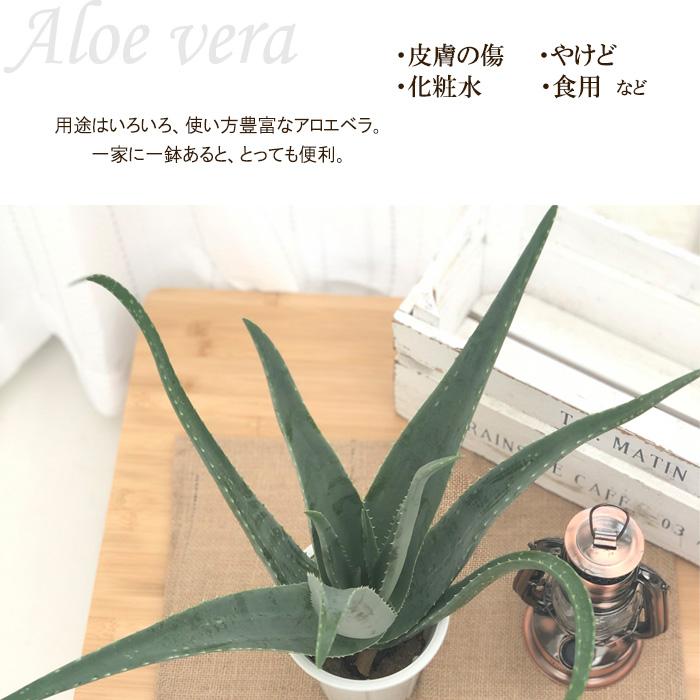 アロエベラ Lサイズ 4号鉢 食用アロエ アロエ ベラ 観葉植物 Z フラワーネット日本花キ流通 通販 Yahoo ショッピング