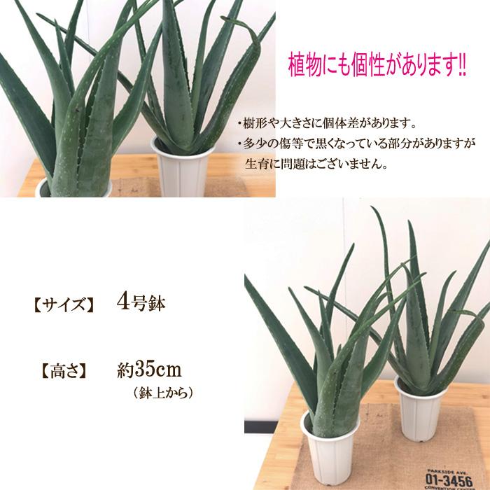 アロエベラ Lサイズ 4号鉢 食用アロエ アロエ ベラ 観葉植物 Z フラワーネット日本花キ流通 通販 Yahoo ショッピング