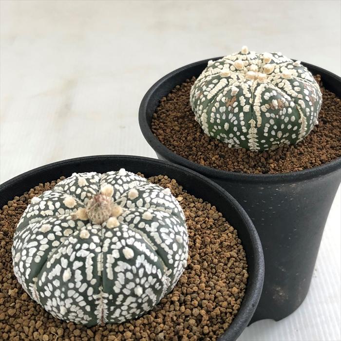日本花キ流通 caアストロフィツム 長田スーパー兜 サボテン 10.5cm